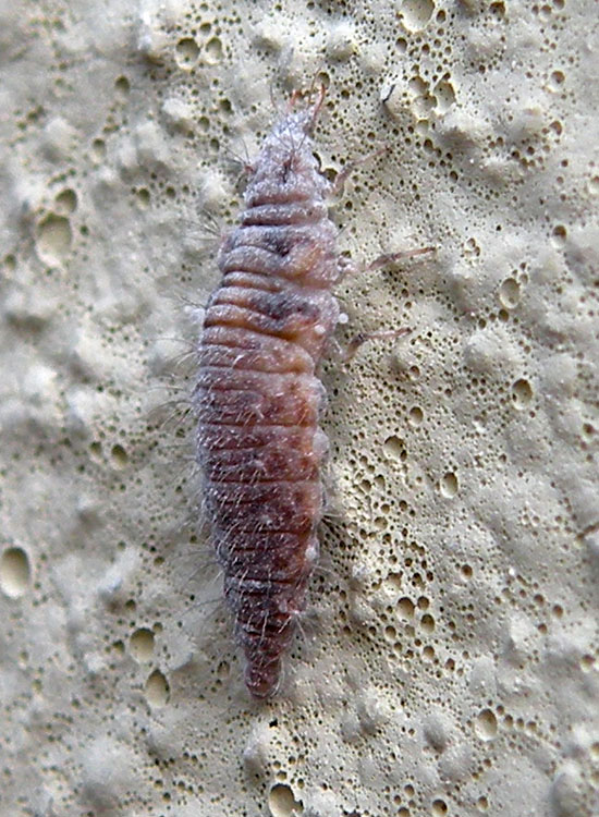 Larva di Chrysopa sp.